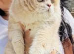 Zeki - British Shorthair Cat For Sale - Atlanta&comma; GA&comma; US