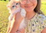 Violet - British Shorthair Kitten For Sale - Atlanta&comma; GA&comma; US