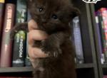 Astrid  DreamWorks Litter - Maine Coon Kitten For Sale - 