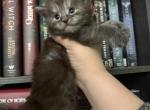 Fiona Dream Works Litter - Maine Coon Kitten For Sale - Doniphan&comma; MO&comma; US