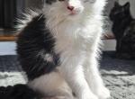 No assigned names - Domestic Kitten For Sale - ME&comma; US
