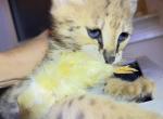 Small Cheetah Savannah F1 boy - Savannah Kitten For Sale - Grant Valkaria&comma; FL&comma; US