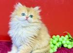 British Longhair Female Golden - British Shorthair Kitten For Sale - Aliso Viejo&comma; CA&comma; US