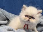 Lilac point Himalayan boy - Himalayan Kitten For Sale - Fayetteville&comma; NC&comma; US