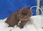 Chocolate Persian girl - Persian Kitten For Sale - 