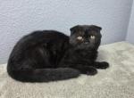 Lucas - Scottish Fold Kitten For Sale - 