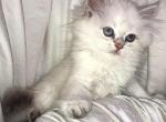 Theodore - British Shorthair Kitten For Sale - AZ&comma; US