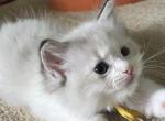 Available Bicolor Princess 1 - Ragdoll Kitten For Sale - Columbia&comma; MD&comma; US