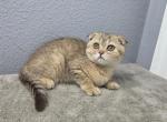 Luna - Scottish Fold Kitten For Sale - FL&comma; US
