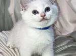Rupert - British Shorthair Kitten For Sale - 