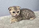 Lily - Scottish Fold Kitten For Sale - FL&comma; US
