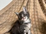Milo The Big Paw Club - Maine Coon Kitten For Sale - Round Rock&comma; TX&comma; US