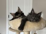 KoKo - Maine Coon Kitten For Sale - Newberg&comma; OR&comma; US