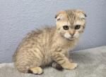 Louis - Scottish Fold Kitten For Sale - FL&comma; US