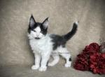 Cannoli - Maine Coon Kitten For Sale - Powder Springs&comma; GA&comma; US
