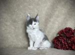 Eclair - Maine Coon Kitten For Sale - Powder Springs&comma; GA&comma; US