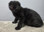 Lucia - Scottish Fold Kitten For Sale - FL&comma; US