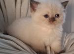Rolo not ready yet - British Shorthair Kitten For Sale - 