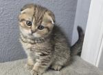 William - Scottish Fold Kitten For Sale - FL&comma; US