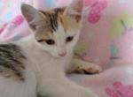Ginger - Domestic Kitten For Sale - Lancaster&comma; PA&comma; US