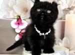 Michelle - Minskin Kitten For Sale - Pembroke Pines&comma; FL&comma; US