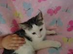 Cloves - Domestic Kitten For Sale - Lancaster&comma; PA&comma; US