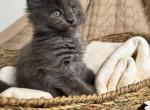 Lipa The Big Paw Club - Maine Coon Kitten For Sale - 