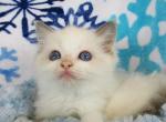 Sprinkles Ragdoll Male Kitten - Ragdoll Kitten For Sale - 