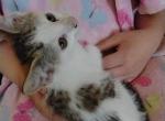 KitKat - Domestic Kitten For Sale - Lancaster&comma; PA&comma; US