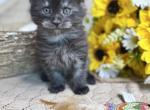 Tweedle Dum - Maine Coon Kitten For Sale - 