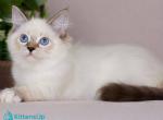 Galaxy - Siberian Cat For Sale - Pembroke Pines&comma; FL&comma; US