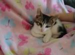 Hershey - Domestic Kitten For Sale - Lancaster&comma; PA&comma; US