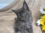 Luna - Maine Coon Kitten For Sale - Round Rock&comma; TX&comma; US
