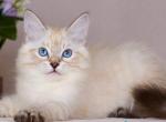 Halva - Siberian Kitten For Sale - Pembroke Pines&comma; FL&comma; US