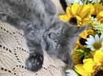 Miley The Big Paw Club - Maine Coon Kitten For Sale - Round Rock&comma; TX&comma; US