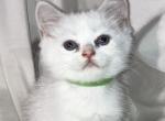 Oliver - British Shorthair Kitten For Sale - AZ&comma; US