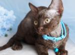 Makar - Devon Rex Kitten For Sale - Norwalk&comma; CT&comma; US
