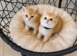 Scottish Straight boys - Scottish Straight Kitten For Sale - Orlando&comma; FL&comma; US