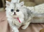 Berry - Persian Kitten For Sale - MD&comma; US