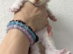Toothless - Maine Coon Kitten For Sale - 