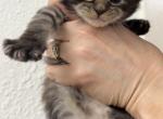 Volka - Maine Coon Kitten For Sale - 