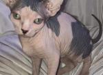Domino - Sphynx Kitten For Sale - AZ&comma; US
