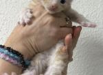 Hiccup - Maine Coon Kitten For Sale - 