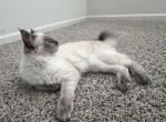 Loky - Ragdoll Kitten For Sale - Fort Myers&comma; FL&comma; US