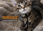 Marigold - Maine Coon Kitten For Sale - Rainier&comma; OR&comma; US