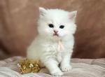 Ariel - Persian Kitten For Sale - MD&comma; US