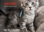 Hawthorn - Maine Coon Kitten For Sale - 