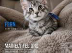 Fern - Maine Coon Kitten For Sale - Rainier&comma; OR&comma; US