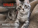 Spruce - Maine Coon Kitten For Sale - Rainier&comma; OR&comma; US