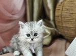 Alvin - Persian Kitten For Sale - MD&comma; US